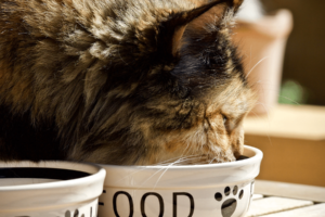 10 Tips For Feeding A Cat Correctly